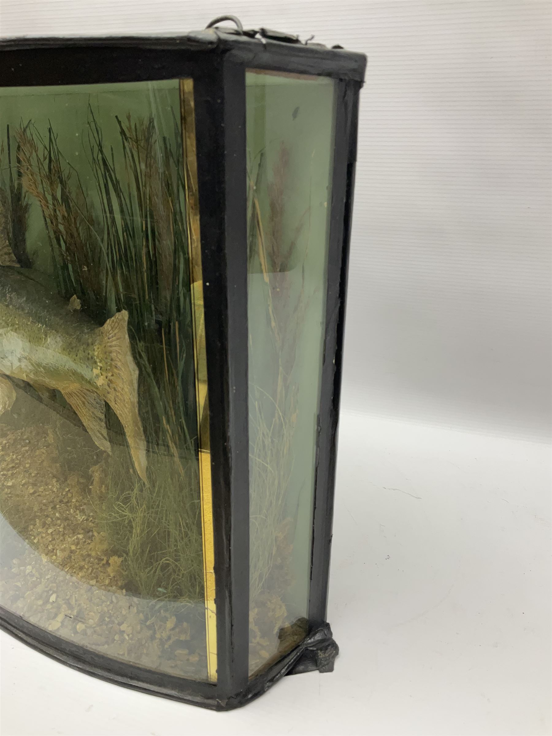 Taxidermy: Brown trout (Salmo trutta), skin mount set above a pebbled river bed with reeds and ferns, against blue painted back drop, enclosed within an ebonised bow-front display case, with 'Costa Beck May 27th 1911, Weight 2 1/2lbs', inscribed to the glass, H34cm, L58cm 