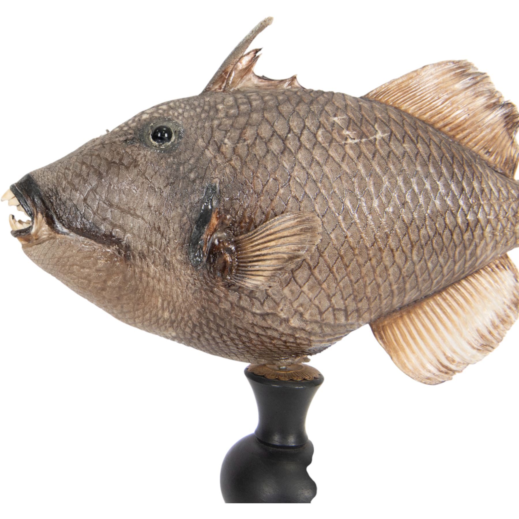 Taxidermy; Preserved Triggerfish (Balistidae), full adult mount, mounted upon an ebonised pedestal, fish L48cm, overall H50cm