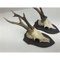 Antlers/Horns: Roe Deer (Capreolus capreolus) ten pairs of roe deer antlers mounted upon wooden shields, shield H20cm 