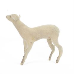 Taxidermy: Domestic Lamb (Ovis aries), full open display mount stood with head upturned to the right, H50cm, L45cm 