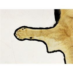 Taxidermy: African Lioness (Panthera Leo), full lioness skin and head mount, with black felt backing, L279cm