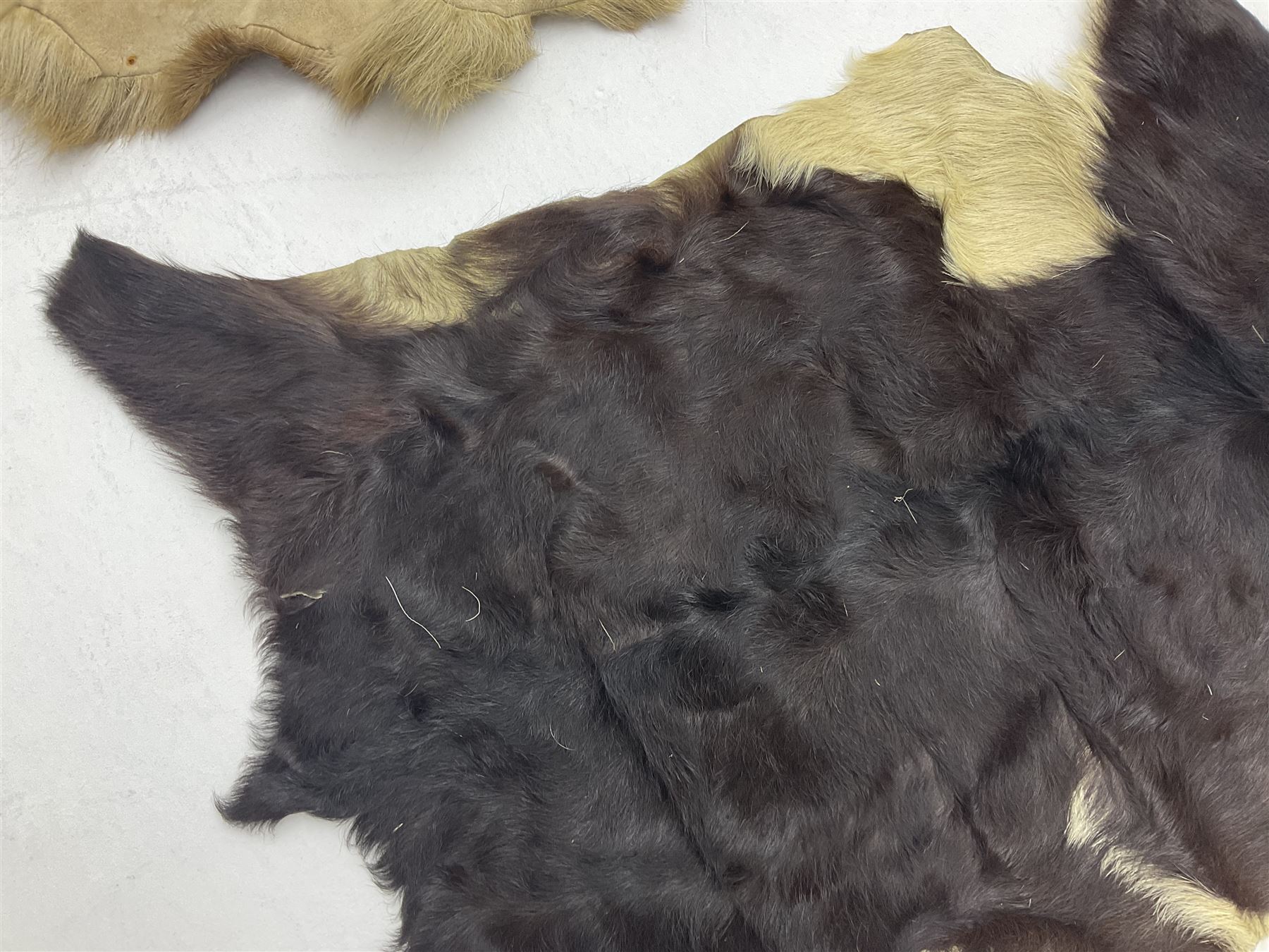 Taxidermy; Goat (Capra aegagrus hircus) pelt and deer (Cervidae) pelt, largest example L127cm