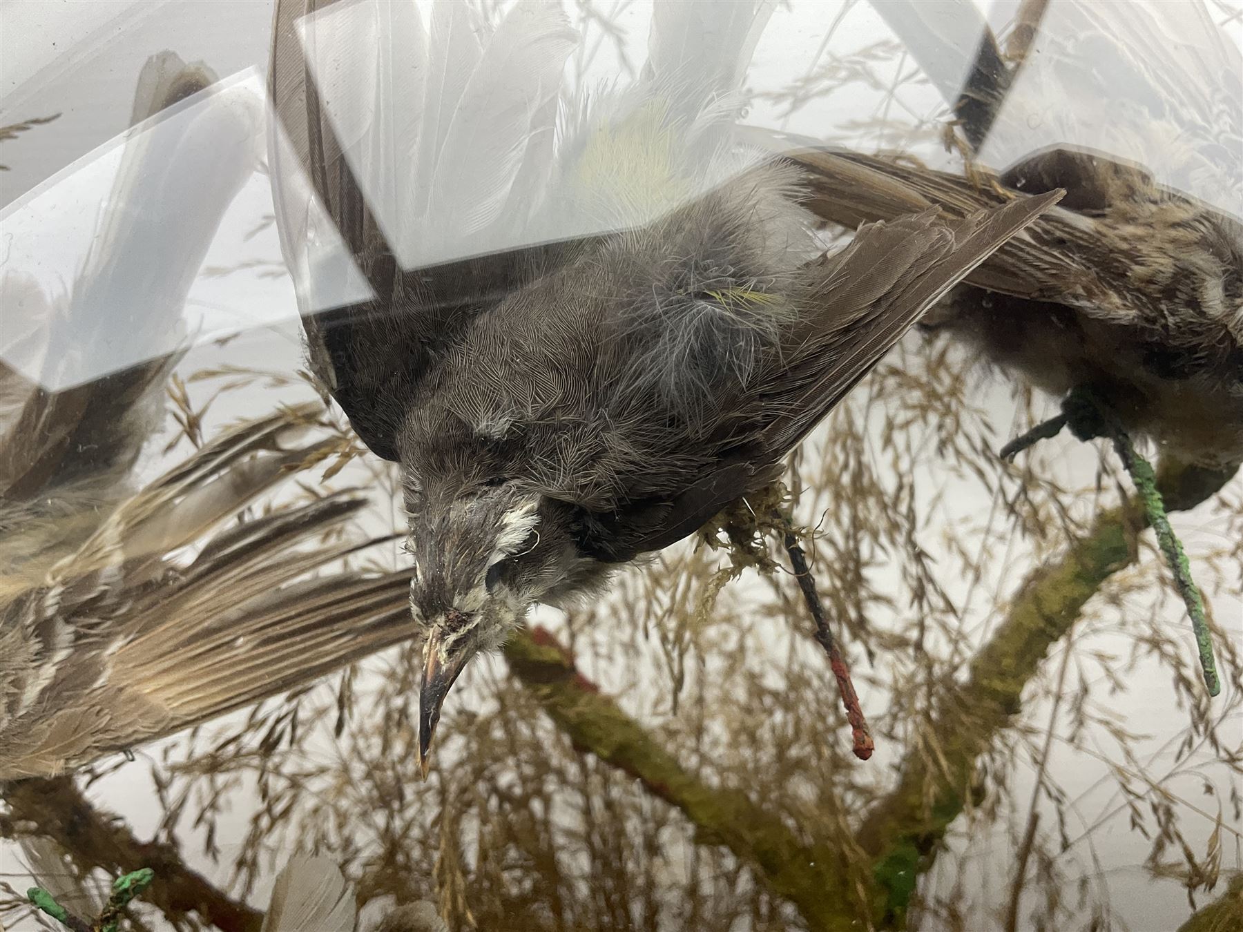 Taxidermy; large Victorian domed taxidermy diorama study of birds, with seventeen specimens including Ring Necked Parakeet, Blue Winged Warbler and Blackbird, the glass dome upon an ebonised wooden base, H77cm, W44cm