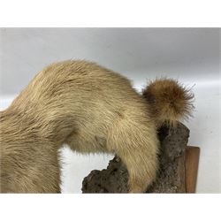 Taxidermy; Pine Marten (Martes martes) or similar, full adult mount mounted on a naturalistic branch, together with a weasel (Mustela) on a wooden plinth, pine marten H34cm