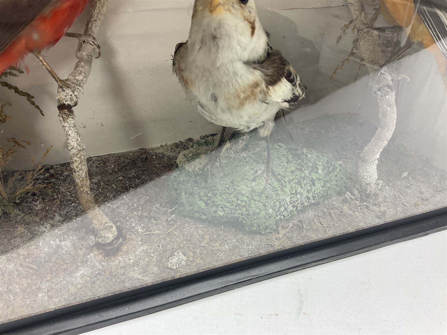Taxidermy; Victorian cased display of birds, comprising Scarlet Tanager (Piranga olivacea), Campo Troupial (Icterus jamacaii) and Snow Bunting (Plectrophenax nivalis), amidst a naturalistic setting, encased within an ebonised single pane display case, H23cm, L35cm