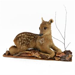Taxidermy: European Fallow Deer Fawn (Da