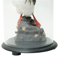 Taxidermy - Study of an Atlantic Puffin (Fratercula arctica) and catch, full adult mount stood upon rocks, in glass case, overall H43cm