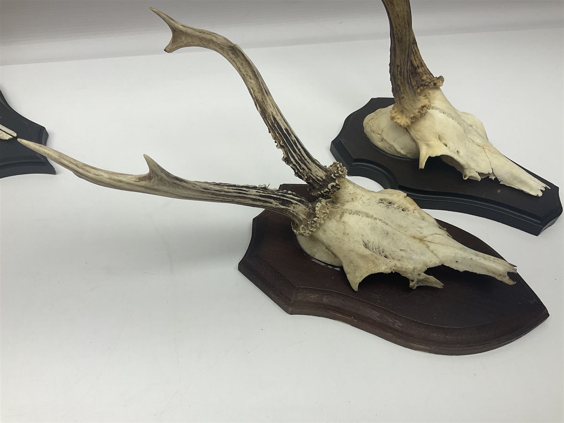 Antlers/Horns: Roe Deer (Capreolus capreolus) ten pairs of roe deer antlers mounted upon wooden shields, shield H20cm 