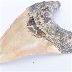 Large Megalodon (Otodus Megalodon) tooth fossil, with fine serrations, age; Miocene period location; Java, Indonisia, H13cm, W9cm 
Notes; Believed to have grown as large as 18 metres, the Megalodon was the largest shark and one of the most dominant marine predators ever to have existed. It roamed the ancient seas for around 20 million years until their extinction around 3.6 million years ago. Megalodon teeth vary in colour and ton. influenced and coloured over the millennia by the conditions in which they are preserved