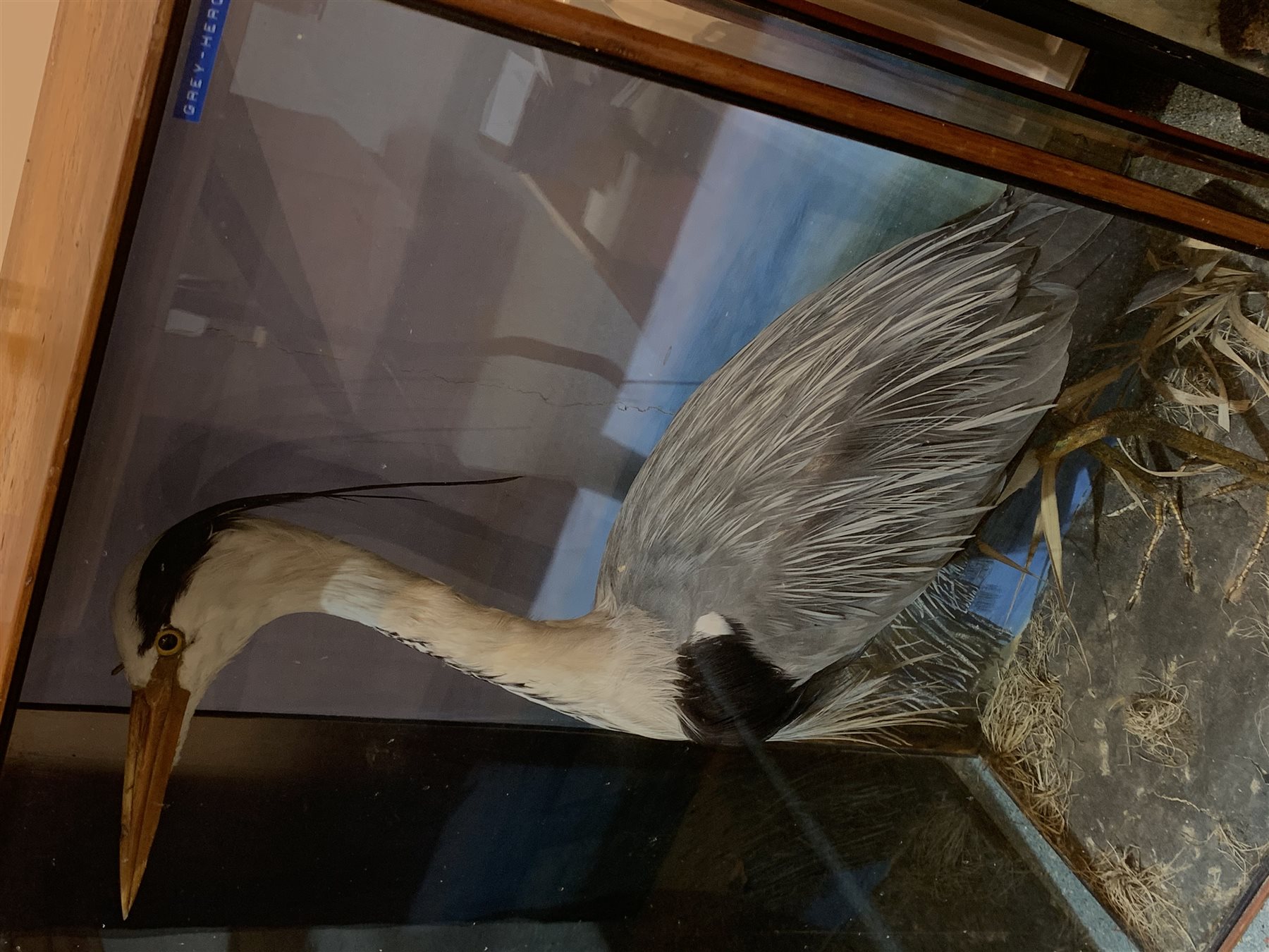 Taxidermy: Early 20th century cased Grey Heron (Ardea cinerea), in naturalistic setting with grasses, set against a painted waterside backdrop, enclosed within a pitch pine three pane display case, indistinct hand written inscription verso At Stock Mill in Burniston Drain […] shot 1913 April 13th by TGA, H86cm L56cm D28.5cm 