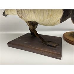 Taxidermy; Barnacle goose (Branta leucopsis), full adult mount, upon a rectangular base, together with Mallard (Anas platyrhynchos), full mount drake, upon an oval base, goose H28cm
