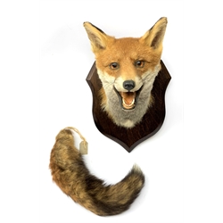 Taxidermy: Red fox mask (Vulpes vulpes), with mouth agape bearing teeth, mounted upon wooden shield, with brush, shield H26.5cm 