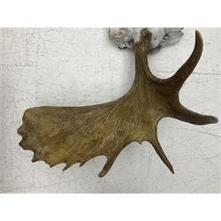Antlers/Horns:Set of European Moose Antlers (Alces alces), a large set of adult bull Moose antlers on upper skull, widest span 114cm