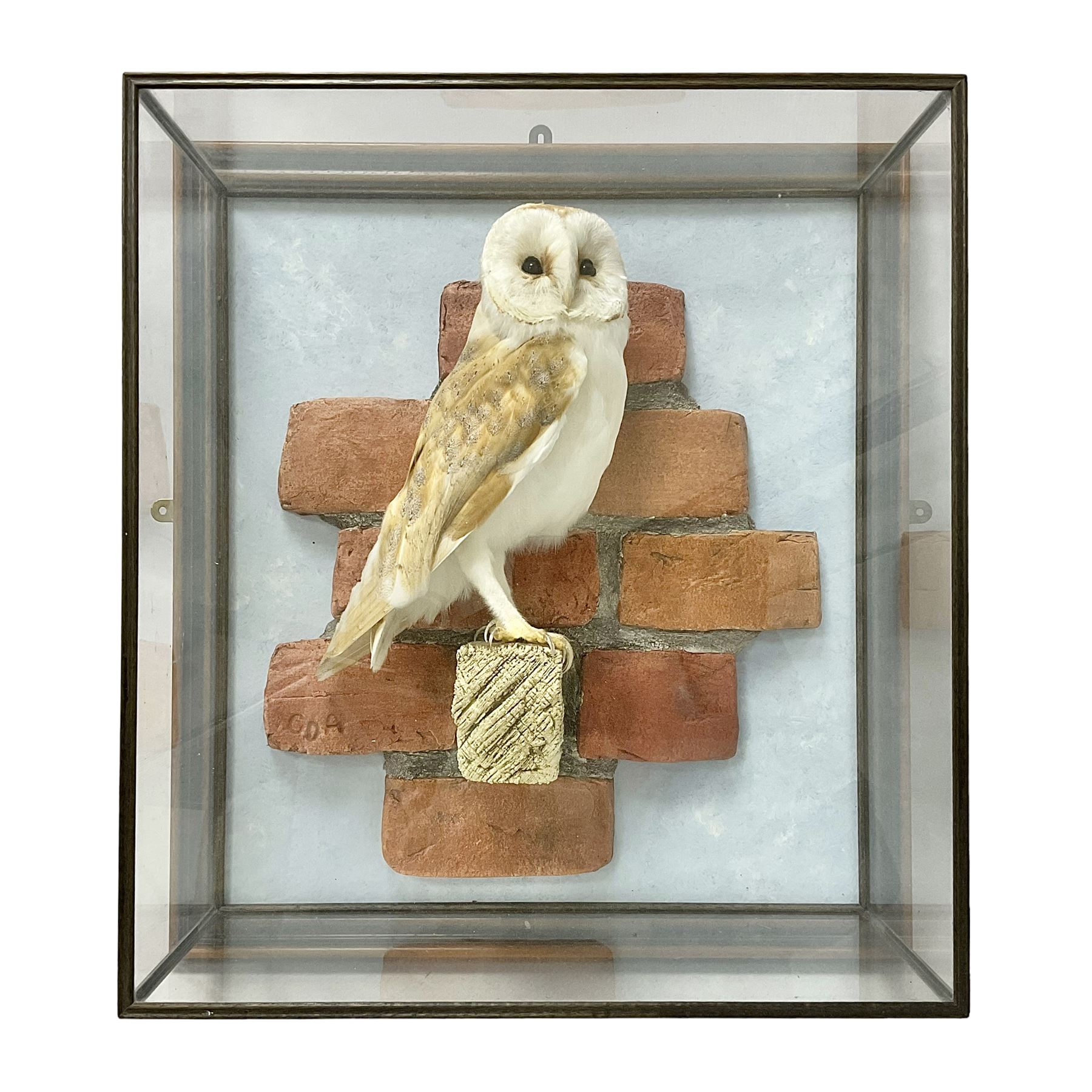 Taxidermy: Wall Mounted Barn Owl (Tito alba), dated 2001, by David Astley, Taxidermist, York, a high quality full mount adult male with head turning to the right, perched upon a short wooden beam, set against a faux brick back drop, width 50cm x height 55cm overall, bearing taxidermist's full paper trade label verso.
with Cites Article 10 (non transferable) licence no.24GBA102LOMN1 Cause of death RTA - 2001. This specimen would require a re-export licence to export from the UK, an import permit would be required into your chosen country, this is the responsibility of the buyer alone, David Duggleby Auctioneers and Valuers do not offer any onward re-export or import licences.