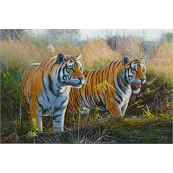  English School (20th century): Tigers on the Prowl, oil on board unsigned 60cm x 90cm  