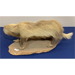 Taxidermy: Erythristic Badger (meles meles), full mount on open display, upon tree trunk section base, approximately L79cm