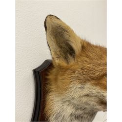 Taxidermy: Red fox mask (Vulpes vulpes), looking straight ahead with ears pricked, upon a wooden shield, shield H28cm, 22cm
