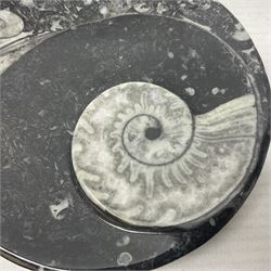 Circular dish with a raised Goniatite and Orthoceras and Goniatite inclusions, age: Devonian period, location: Morocco, D11cm