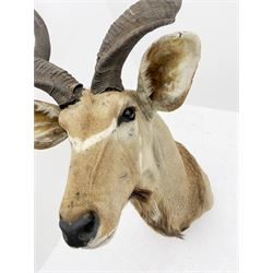 Taxidermy: Greater Kudu (Tragelaphus Strepsiceros), adult male shoulder mount, H170cm