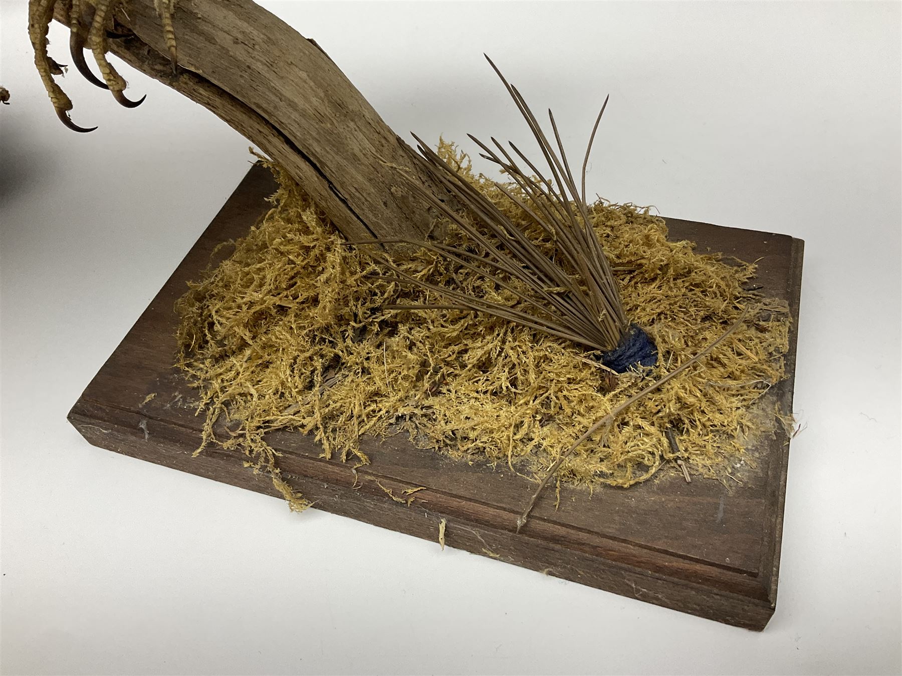 Taxidermy: Long-eared Owl (Asio otus), full adult mount upon a cut tree branch, together with European Sparrowhawk (Accipiter nisus), full adult mount, upon a branch in a naturalistic setting, owl H36cm 