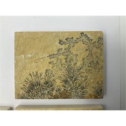 Six dendrite crystals each in an individual sandstone plaque, each plaque H6cm, L8cm