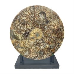 Polished ammonite plate, formed of individual ammonites age; Jurassic period, upon an ebonised stand, D27cm