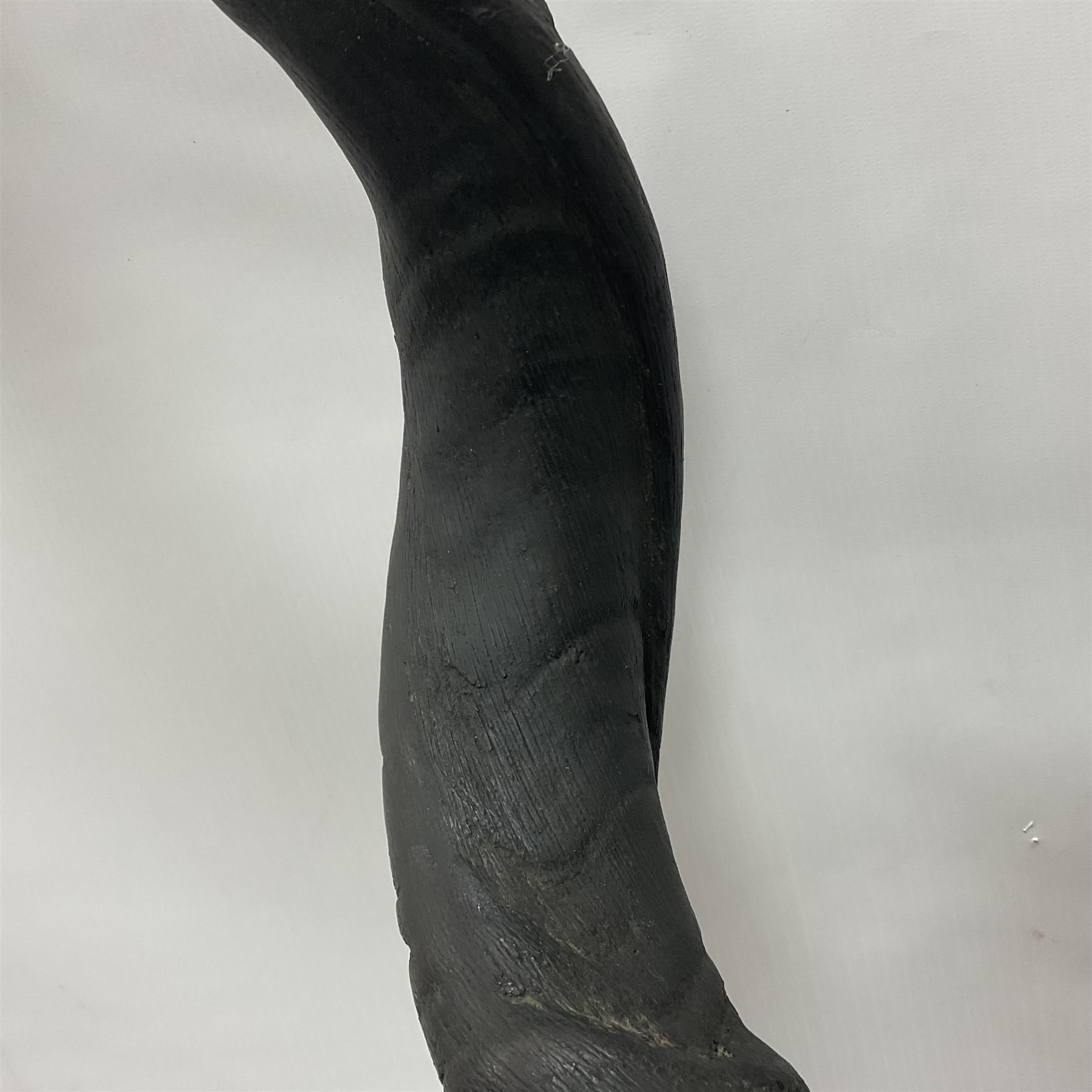 Antlers/Horns: Greater Kudu (Tragelaphus Strepsiceros), Pair of Kudu curved horns on partial skull, mounted on an oak shield, H120cm