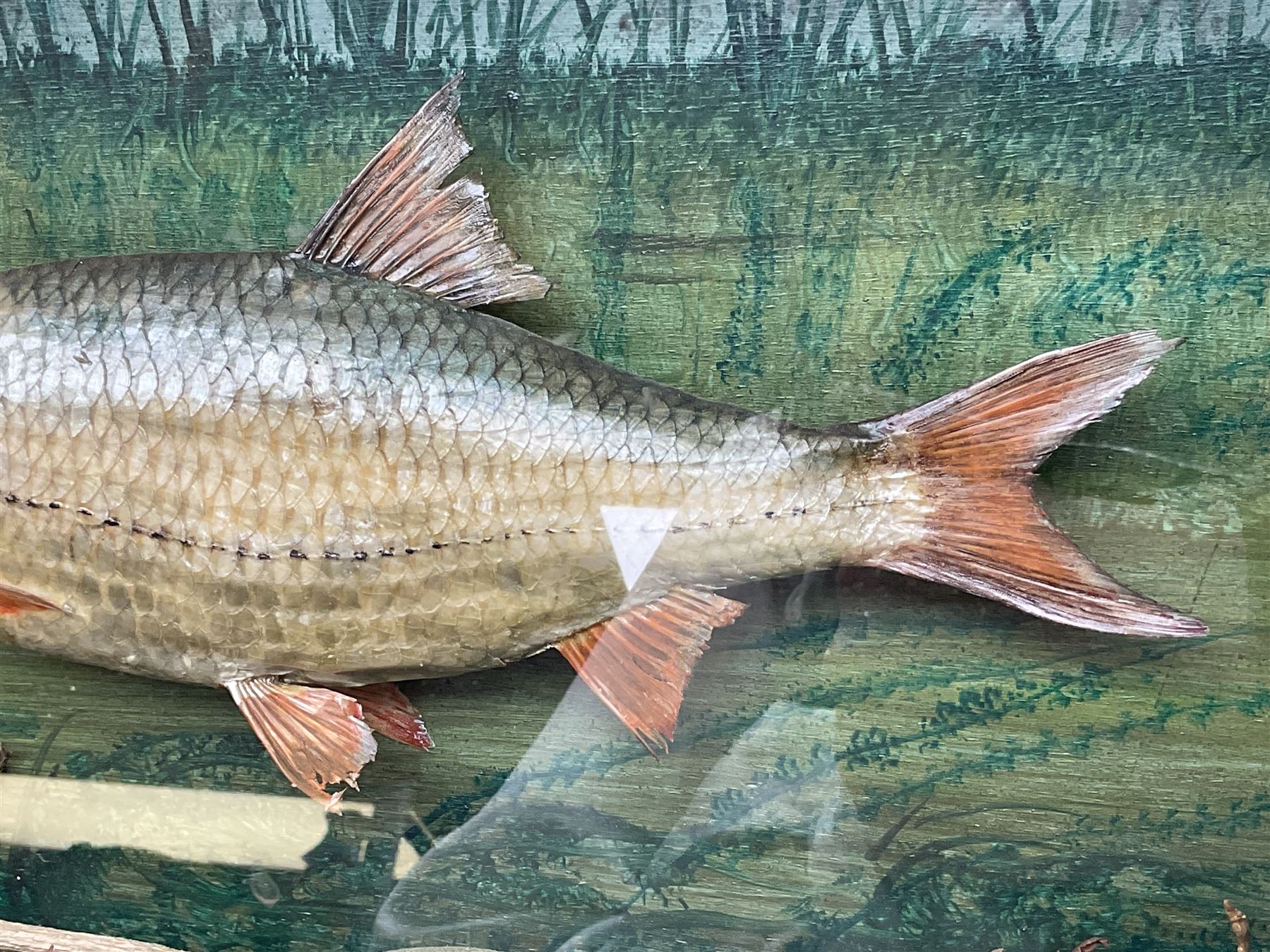 Taxidermy: Cased Rudd (Scardinius) adult mount set above a pebbled river bed, encased within a ebonised single pane display case, H30cm, L46cm