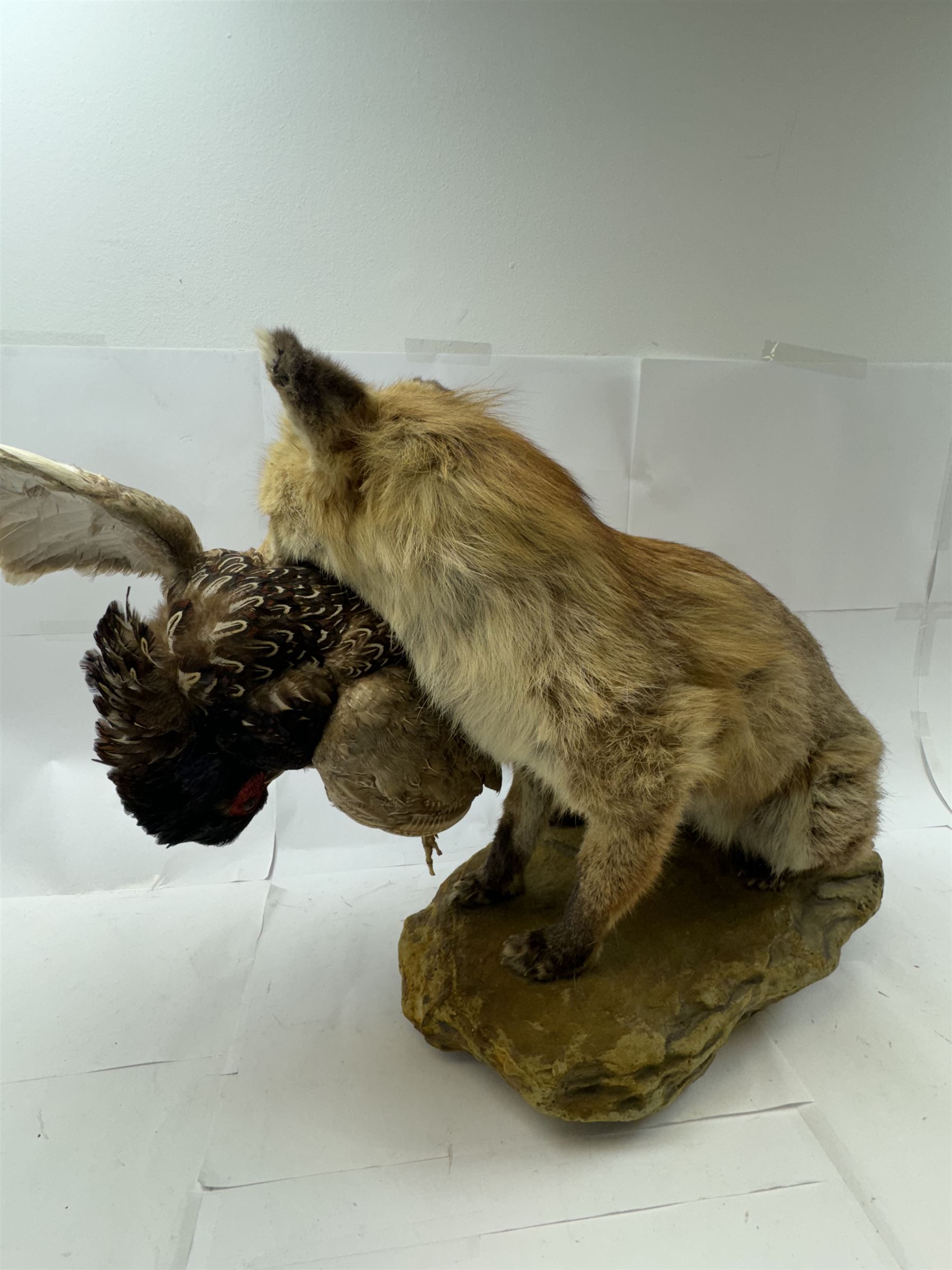 Taxidermy: Red Fox (Vulpes vulpes) with cock pheasant (Phasianus colchicus), open display upon a rocky base, H51cm