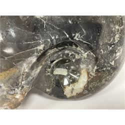 Large polished goniatite, age Devonian period, location Morocco, H16cm, L22cm