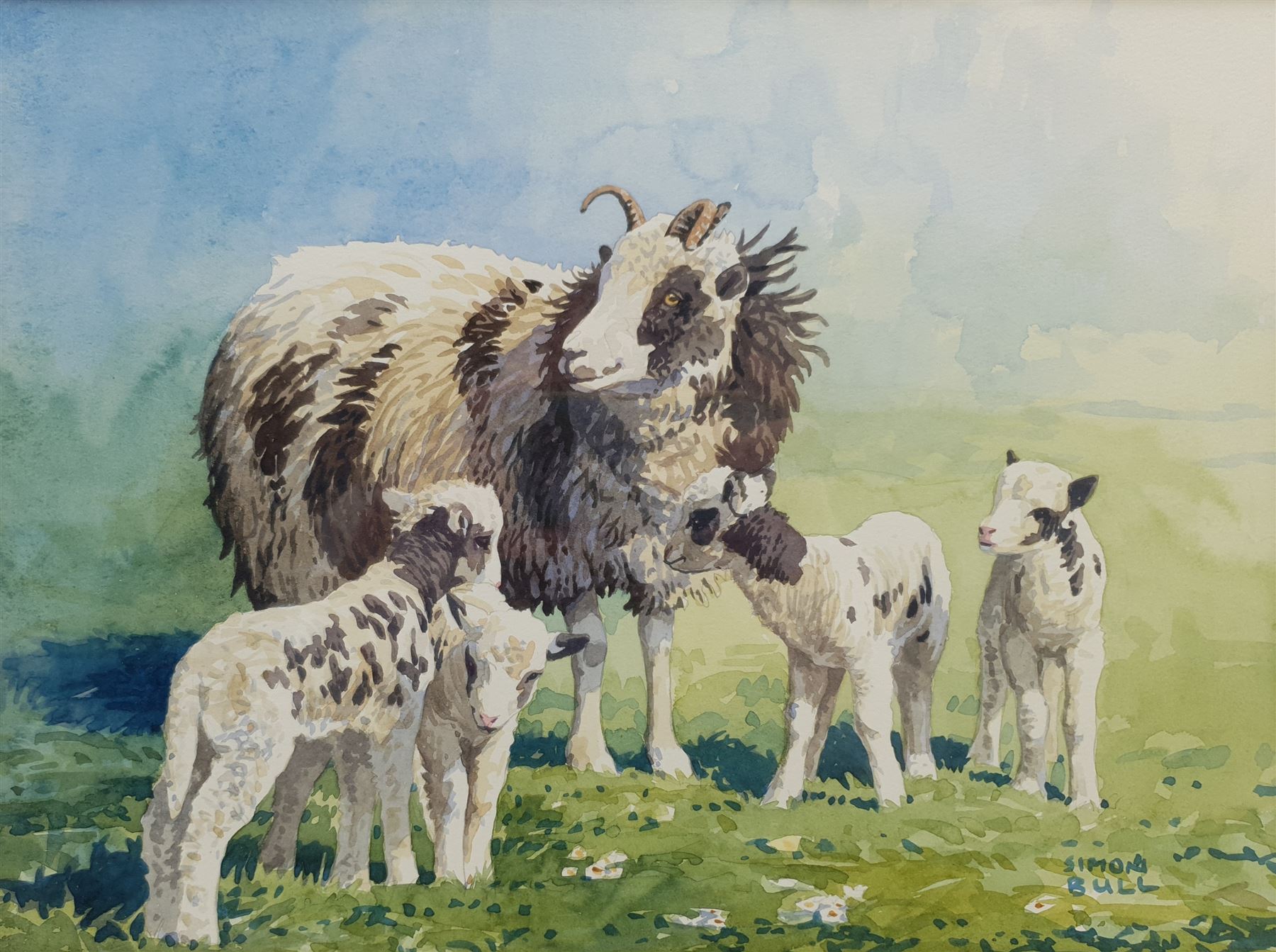 Simon Bull (British 1958-): Ram and Lambs, watercolour signed 27cm x 36cm
