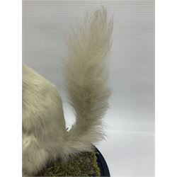 Taxidermy: Victorian albino Squirrel (Sciurus vulgaris), full mount adult, holding a hazelnut, upon naturalistic ground, enclosed beneath later glass dome with ebonised base, H32cm