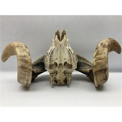 Skulls/Horns: Swaledale Ram Skull, (Ovis aries), set of adult horns on upper skull, H17cm