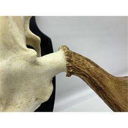Antlers/Horns: Pair of European Moose (Alces alces) horns with upper skull, mounter upon a wooden shield, H45cm