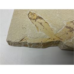 Three fossilised fish (Knightia alta) two in a single matrix, the other in an individual maxtrix, age; Eocene period, location; Green River Formation, Wyoming, USA, largest matrix H9cm, L15cm