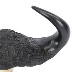 Antlers/ Horns: Cape Buffalo (Syncerus caffer caffer) 20th century, set of large adult bull horns on cut upper skull, H28cm, L80cm