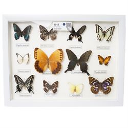Entomology - frame containing twelve assorted butterflies 
