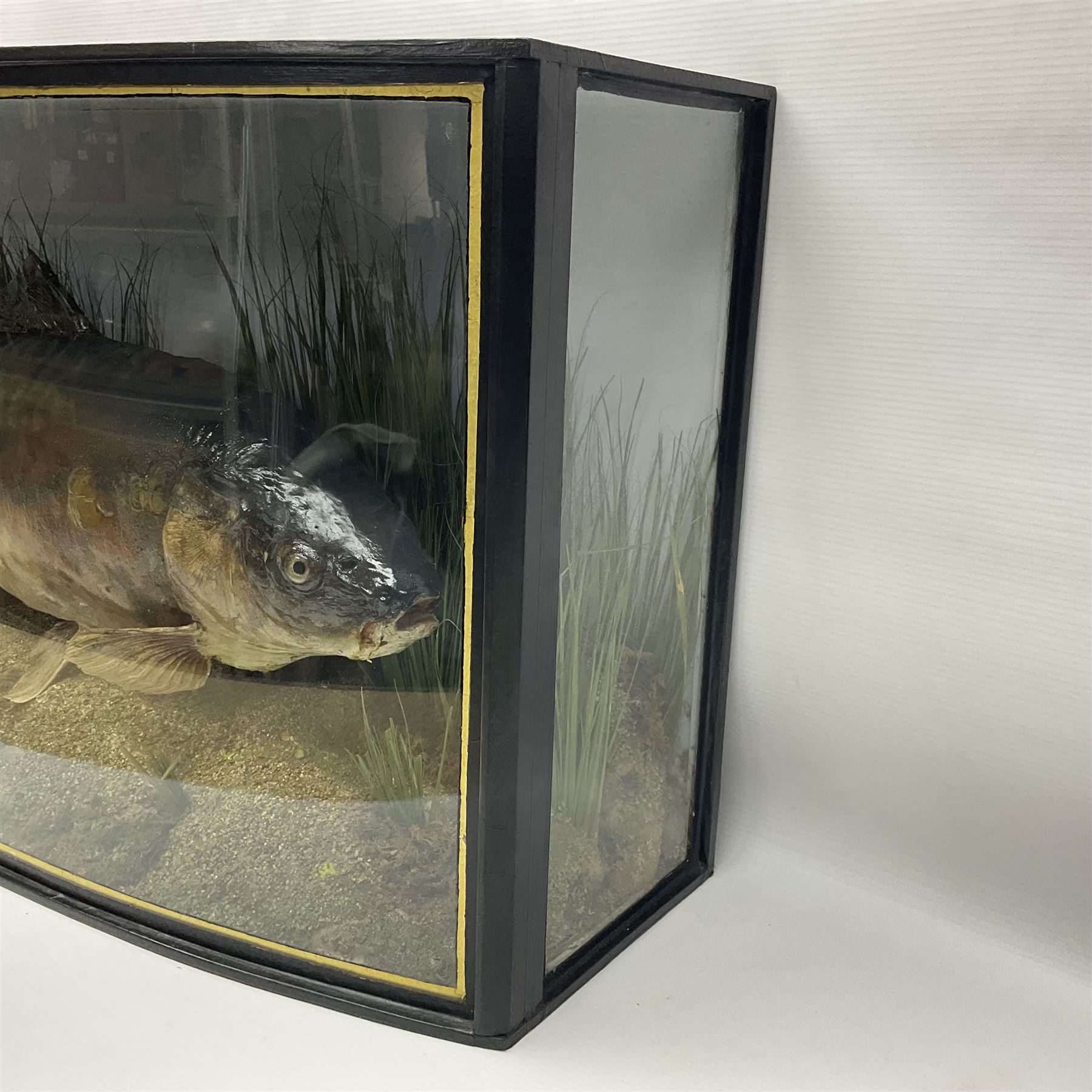 Taxidermy; Cased Mirror Carp (Cyprinus carpio carpio) a large preserved skin mount 
in a naturalistic setting set against blue painted back drop, enclosed within a glass bow fronted case, the interior bearing a label 'Carp Redmire Lake 12 lb 4 oz Oct 67' H42 cm W87 cm D27 cm
