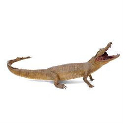 Taxidermy - Caiman Crocodile (Caiman Crocodilus), early 20th century full mount on open di...