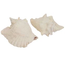 Conchology; Collection of seashells and coral, including Red Abalone shell, Hexaplex Callidinus, verious Cowrie shells, Leopardus cone etc, CITES Appendix II this lot is available to UK buyers only
