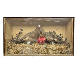 Taxidermy; Cased pair of Red Grouse (Lagopus Lagopus Scotica), male and female adult mounts, in a naturalistic setting, encased within a single panel display case, H39cm, L68cm