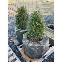 Pair of octagonal composite planter linings, planted - THIS LOT IS TO BE COLLECTED BY APPOINTMENT FROM DUGGLEBY STORAGE, GREAT HILL, EASTFIELD, SCARBOROUGH, YO11 3TX