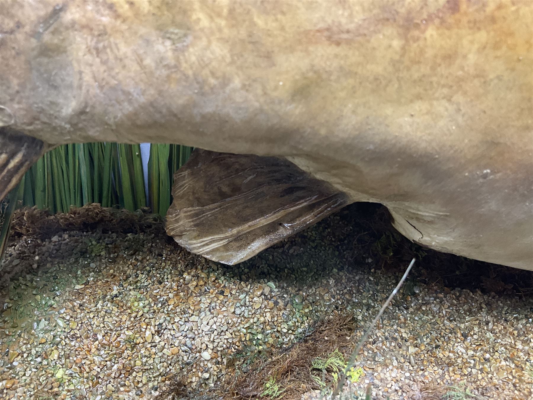 Taxidermy; Cased Mirror Carp (Cyprinus carpio carpio) a large preserved skin mount 
in a naturalistic setting set against blue painted back drop, enclosed within a glass bow fronted case, the interior bearing a label 'Carp Redmire Lake 12 lb 4 oz Oct 67' H42 cm W87 cm D27 cm