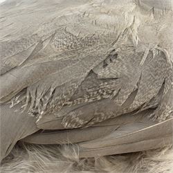 Taxidermy: Black-Shouldered Peahen (Pavo cristatus), captive bred, open display full female adult mount, with head turning slightly to the right, mounted upon a square ebonised base, label beneath 'Indian Black Shouldered Peahen Lavender Mutation via Gary Knight 25.02.19