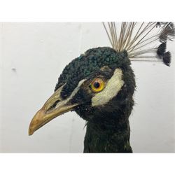 Taxidermy: Indian Peacock (Pavo cristatus), full mount adult cock bird facing forward, with tail hanging below, mounted upon an ebonised plinth, H140cm