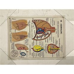 Five early 1980s Dutch medical posters, double sided decorated with colourful label anatomical diagrams, marked Hebri, Holland, W70cm H92cm