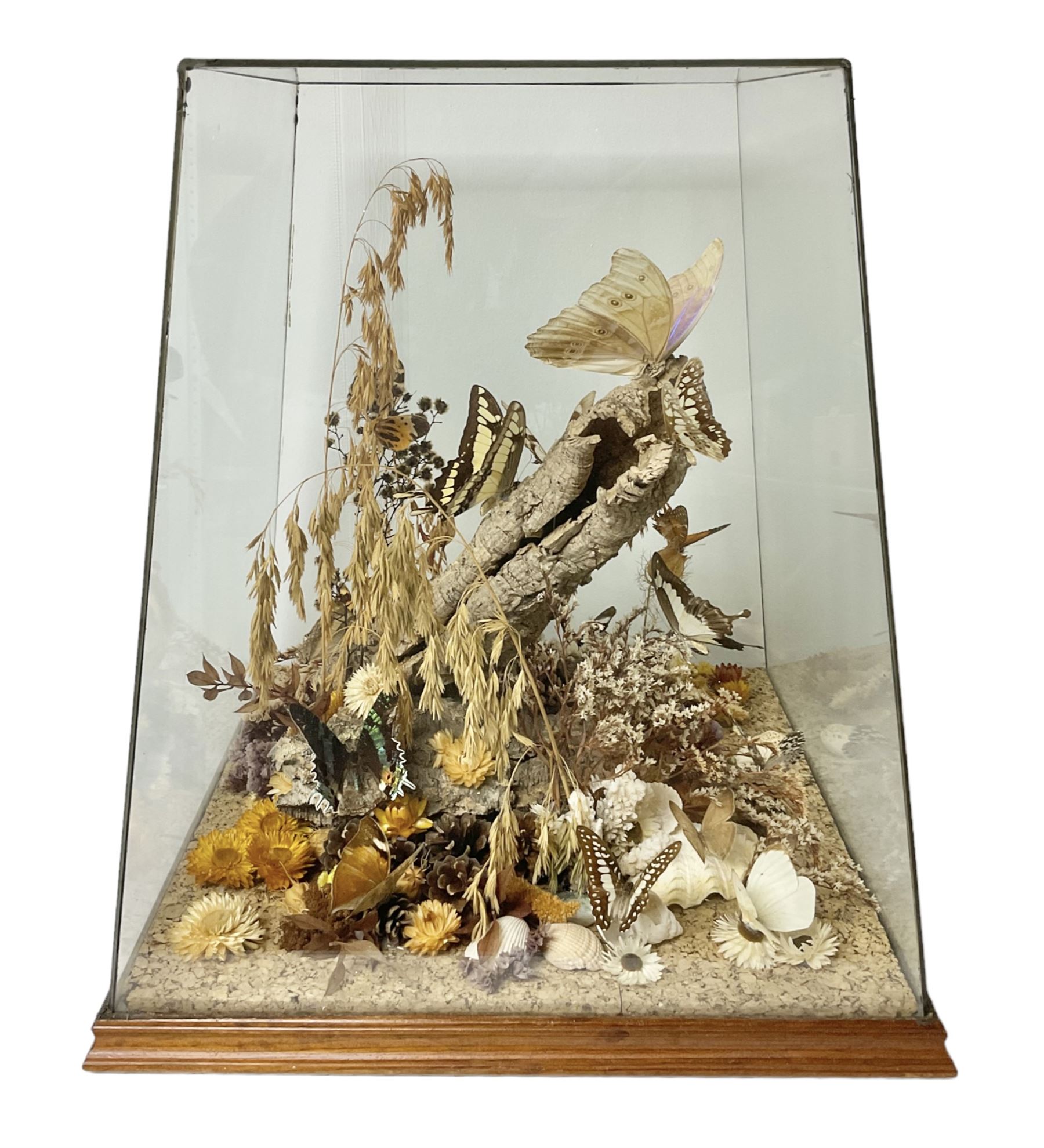 Entomology: 20th century cased moth and butterfly diorama, including Godart morpho, Chrysiridia rhipheus, Cathosia biblis, Appias lyncida, Hamadryas and others arranged amongst dried flowers and grasses, enclosed in a glass five sided terrarium display case with a wooden base, L43cm D43cm H49cm 