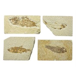 Four fossilised fish (Knightia alta) each in an individual matrix, age; Eocene period, location; Green River Formation, Wyoming, USA, largest matrix H7cm, L10cm