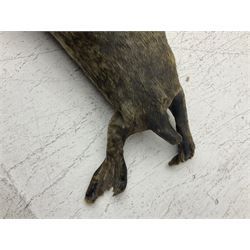 Taxidermy: early 20th century Common seal (Phoca Vitulina), full mount young adult, in a swimming pose, L115cm 