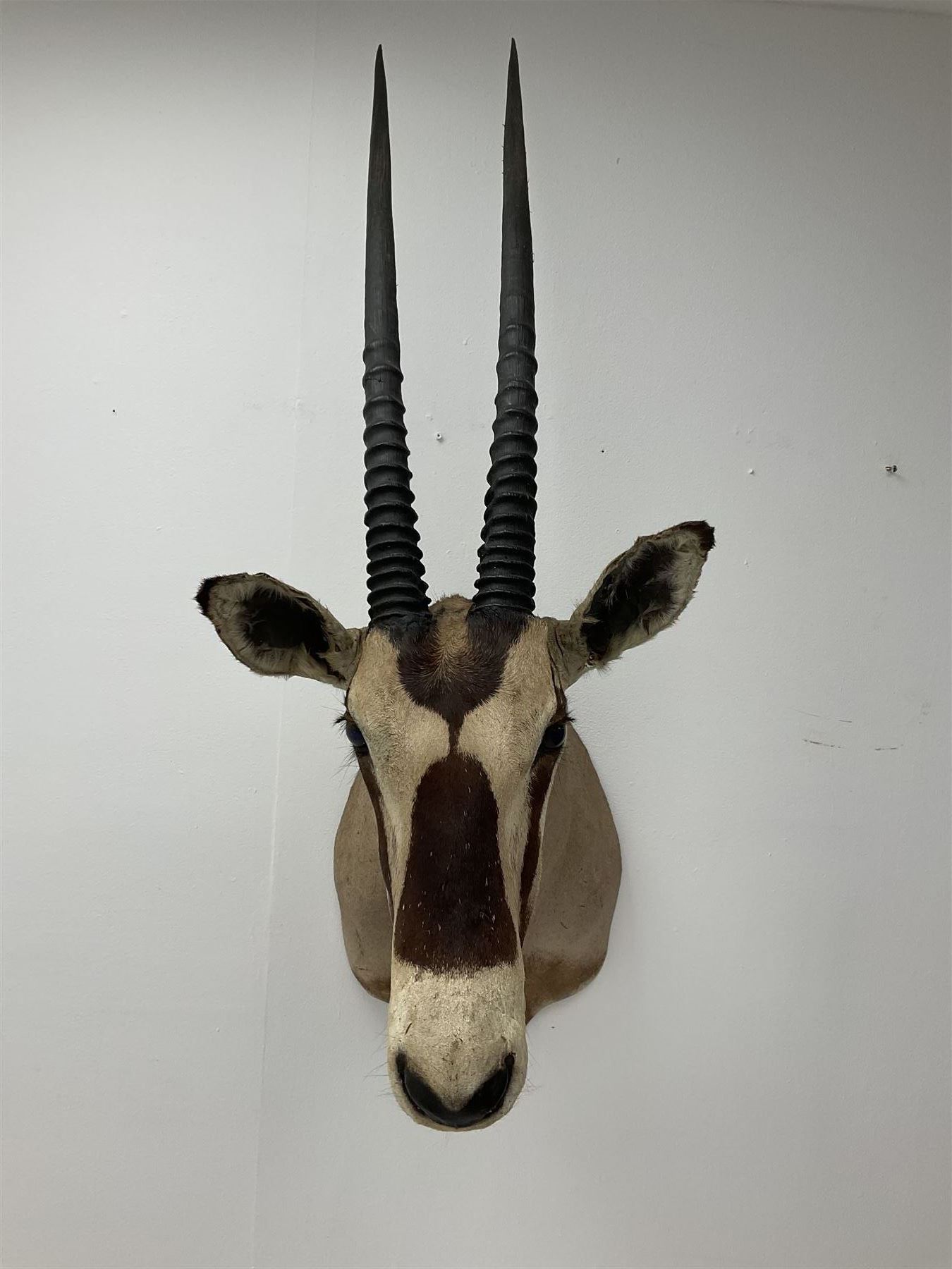 Taxidermy: Beisa Oryx (Oryx beisa beisa), adult male shoulder mount looking straight ahead, approximately H120cm